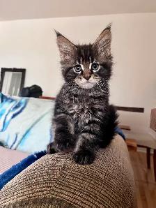 Chatons Maincoon - Photo 5