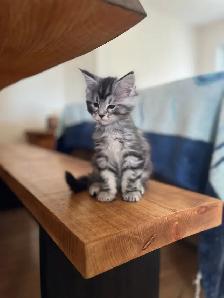 Chatons Maincoon - Photo 6