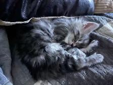 Chatons Maincoon - Photo 7