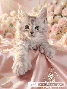 Gorgeous TICA Registered Maine Coon Kittens! - Photo 2