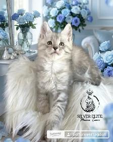 Gorgeous TICA Registered Maine Coon Kittens! - Photo 3