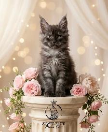 Gorgeous TICA Registered Maine Coon Kittens! - Photo 4