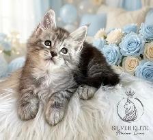 Gorgeous TICA Registered Maine Coon Kittens! - Photo 5