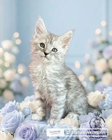 Gorgeous TICA Registered Maine Coon Kittens! - Photo 6