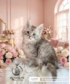 Gorgeous TICA Registered Maine Coon Kittens! - Photo 7