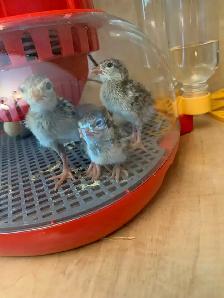Poussins perdrix