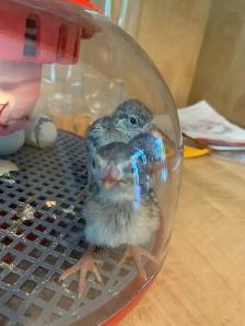 Poussins perdrix - Photo 2