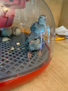Poussins perdrix - Photo 3