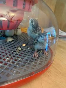 Poussins perdrix - Photo 4