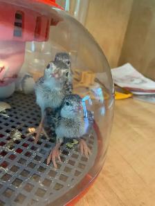 Poussins perdrix - Photo 5