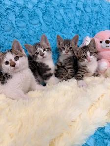❤️Bengal mix kittens -647-317-3197