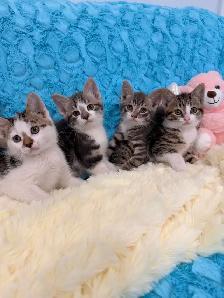 ❤️Bengal mix kittens -647-317-3197 - Photo 4