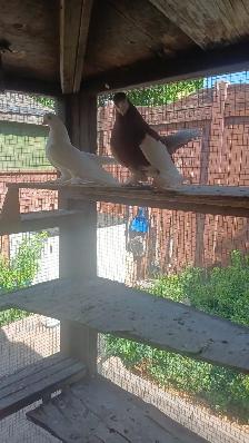 Volga Tumbler Pigeon pair for sale