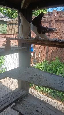 Volga Tumbler Pigeon pair for sale - Photo 2