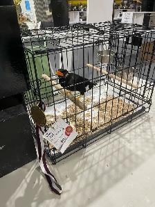 Friendly Taking Hill Mynah. - Photo 9