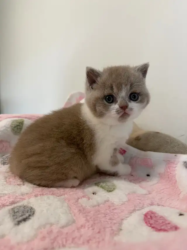 Top quality British shorthair male kitten for sale