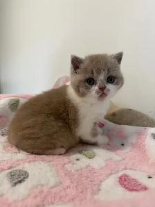 Top quality British shorthair male kitten for sale