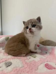 Top quality British shorthair male kitten for sale - Photo 2