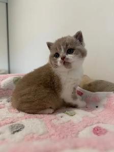 Top quality British shorthair male kitten for sale - Photo 3
