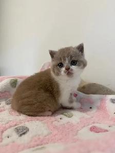 Top quality British shorthair male kitten for sale - Photo 4