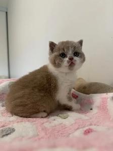 Top quality British shorthair male kitten for sale - Photo 5