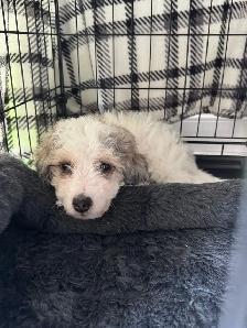 mini Aussie doodle - Photo 2