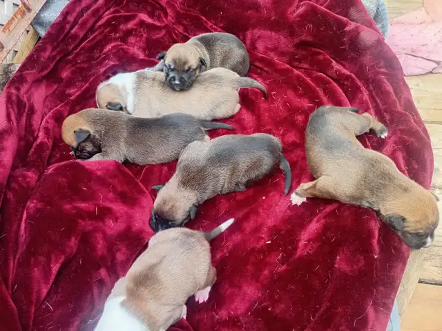 Chiots Husky croisés à vendre