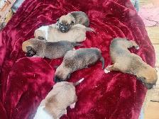 Chiots Husky croisés à vendre