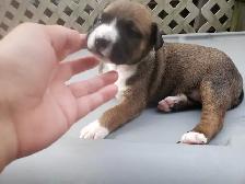 Chiots Husky croisés à vendre - Photo 2