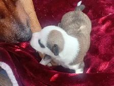 Chiots Husky croisés à vendre - Photo 3