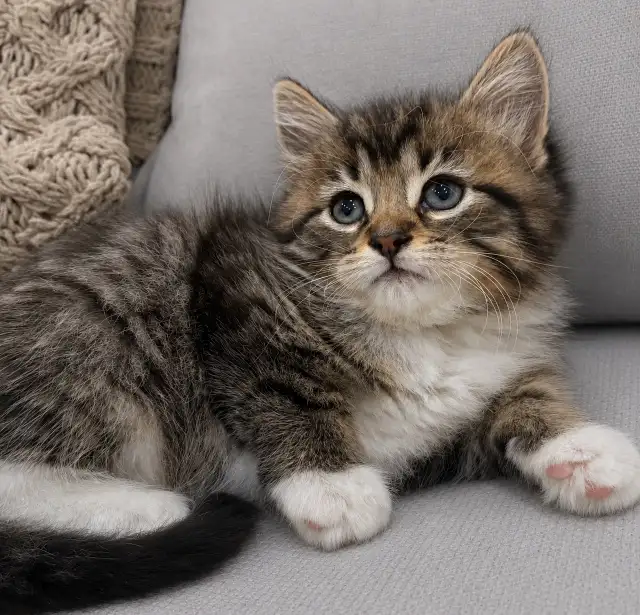 Chaton sibérien Hypoallergenique