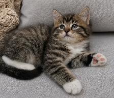 Chaton sibérien Hypoallergenique - Photo 2