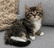 Chaton sibérien Hypoallergenique - Photo 4