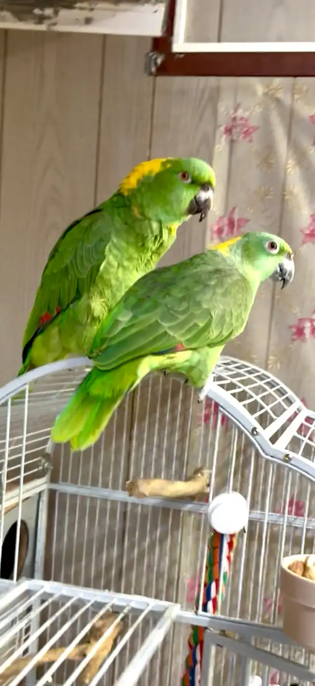 Pair of Yellow nape Amazon