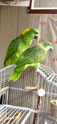 Pair of Yellow nape Amazon