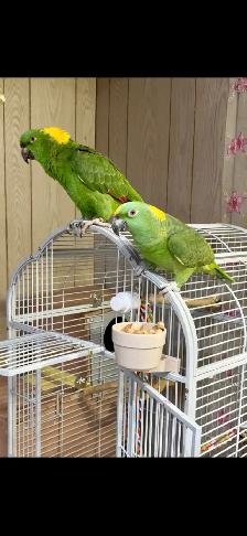 Pair of Yellow nape Amazon - Photo 2
