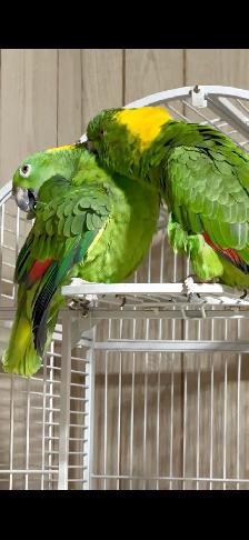 Pair of Yellow nape Amazon - Photo 3