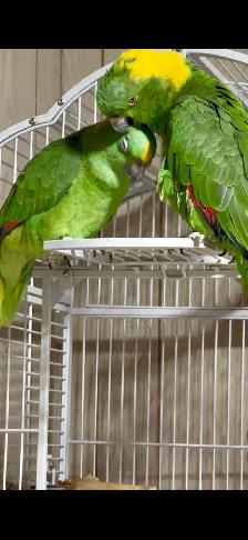 Pair of Yellow nape Amazon - Photo 4