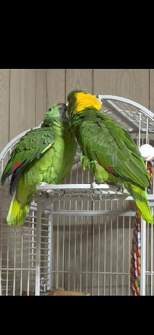 Pair of Yellow nape Amazon - Photo 5