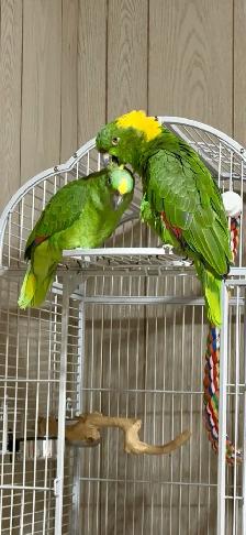 Pair of Yellow nape Amazon - Photo 7