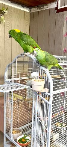 Pair of Yellow nape Amazon - Photo 8