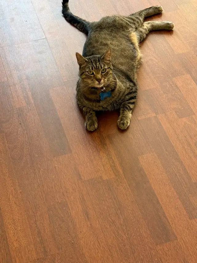 free cat