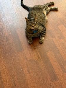 free cat