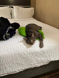 free cat - Photo 2