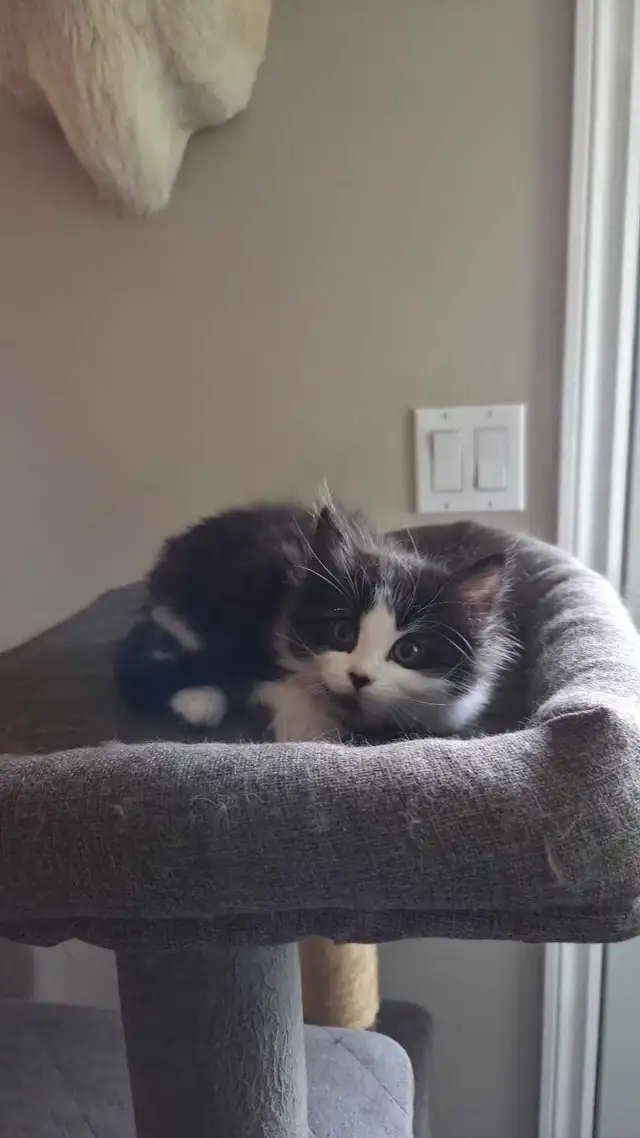 female kittens