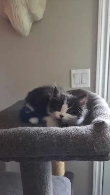 female kittens