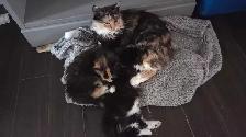 female kittens - Photo 3