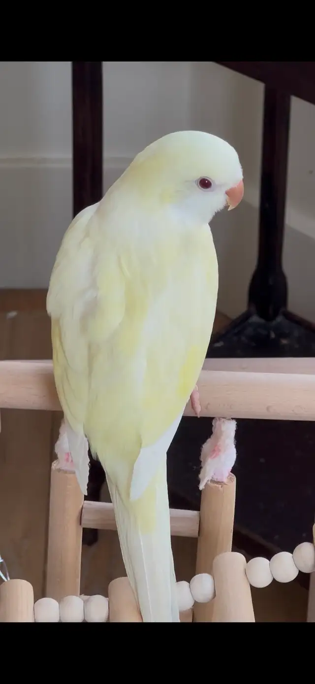Handfed cremino Quaker baby