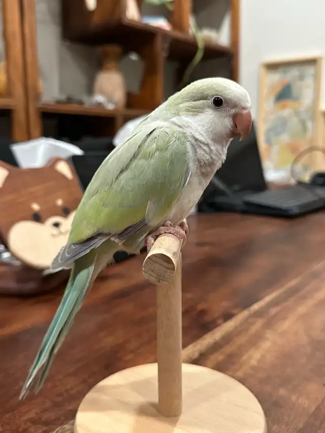Handfed turquoise pallid Quaker baby