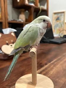 Handfed turquoise pallid Quaker baby